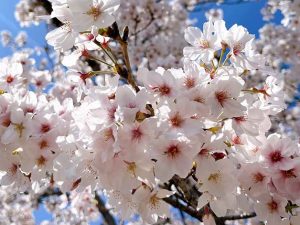 令和6年度入学式が挙行されました