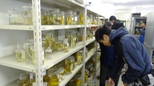 採取した植物を調べる学生（新潟大学農学部附属佐渡ステーションにて）